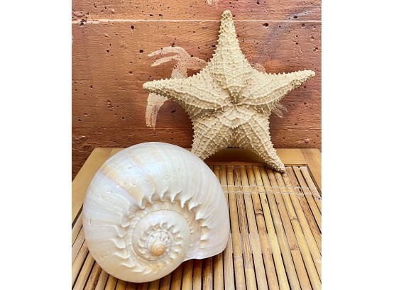 Large Starfish And Seashell