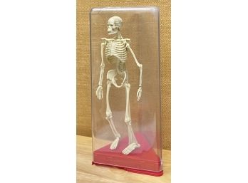 Toy Plastic Skeleton On Stand