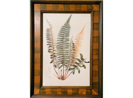 Framed Botanical 'fern' Print