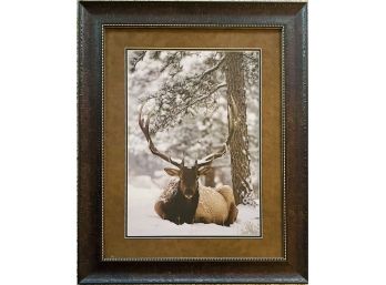 Photograph Portrait Of 'Samson' Estes Park Bull Elk- Nicely Framed