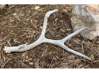 One Deer  Antler Measures 20 Inches