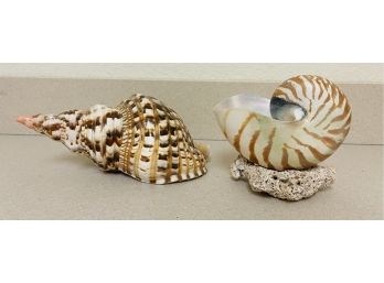 Two Large Seashells