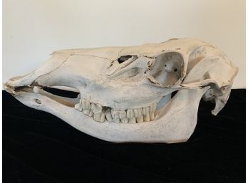Bleached Animal Skull With Bottom Jaw