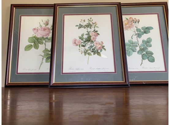 Set Of 3 Framed Rose Botanical Illustration Prints