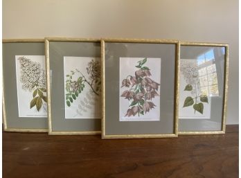 Set Of 4 Framed Botanical Illustrations/Prints
