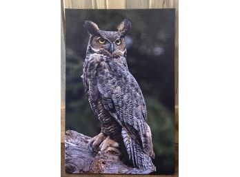 Owl On Canvas Art