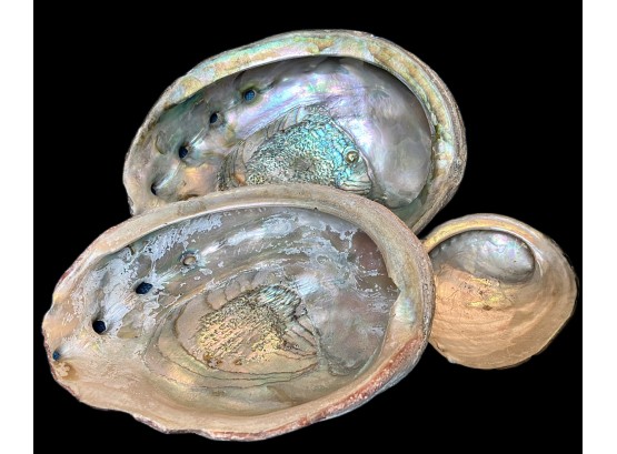3 Pc Antique Shells 2 Lg.,  1 M