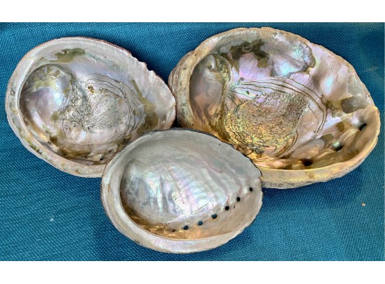 3 Pc Antique Shells 2 Lg., 1 M