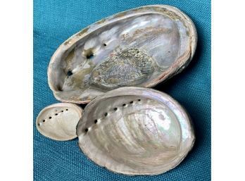 3 Antique Sea Shells