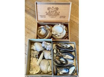 3 Boxes Full Of Antique Sea Shells