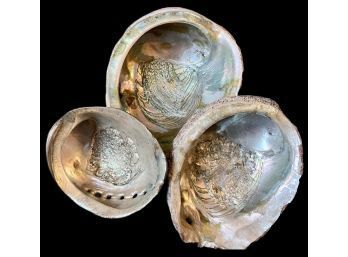 3 Antique Shells 2 Lg. 1 M
