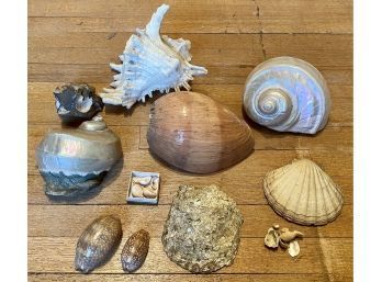Large Collection Antique Sea Shells