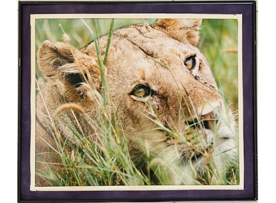 Lioness Photograph Matted & Framed