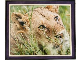 Lioness Photograph Matted & Framed