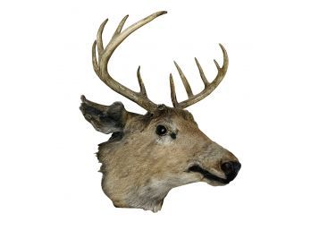 Antique Taxidermy Whitetail Deer Mount- Needs Cleaned
