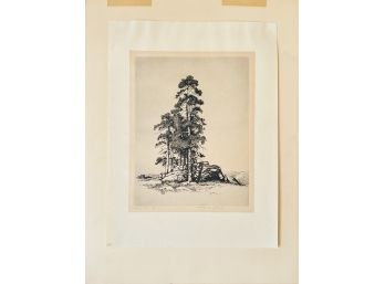 Antique Signed Etching By Denver Artist George Elbert Burr 1859-1939 'Group Of Pines'