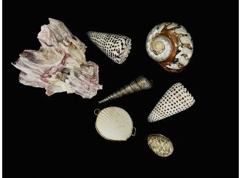 7 Pc Sea Shell Assortment With 2 Trinket Boxes