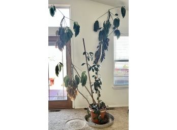 Tall In-door House Plant
