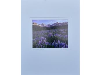 Field Of Lupine, San Juan Mountains, Colorado Photograph Print By Jeffrey Svoboda