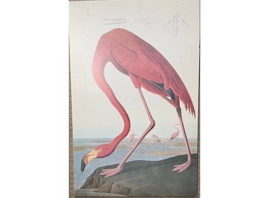 Vibrant Colored Flamingo Poster On Poster Board