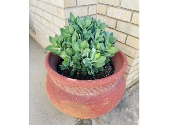 Clay Planter With Succulent