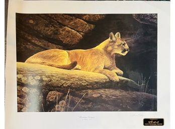 Signed Mountain Lion Print