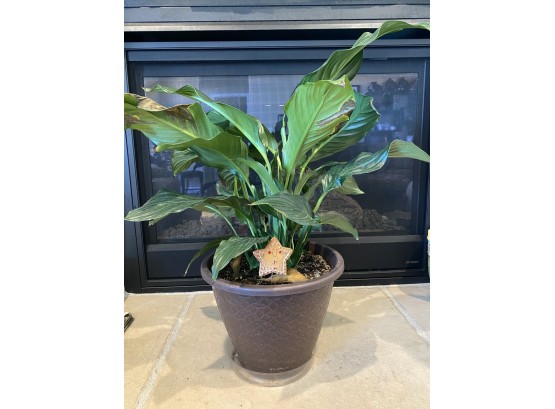 Live Peace Lily Plan In Plastic Pot