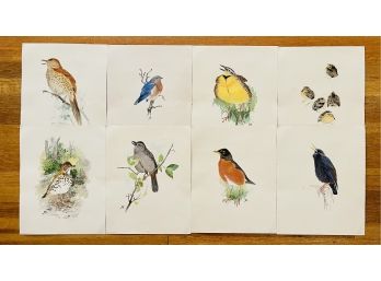 8 Antique Unframed Birds Portraits Prints