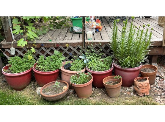 Large Assortment Of Live Potted Plants