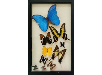 Framed Real Butterfly Specimen Collection Insects Specimen Collectable Preserved