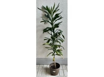 Live Potted Plant