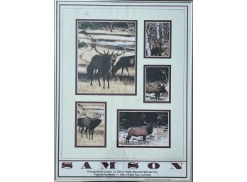 Photographed & Framed 'Samson' Oct 23, 1995 In Rocky Mountain National Park