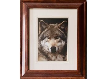 'Alpha Male' Framed Wolf Photo By Jim Stamates