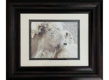 Framed Sacred White Buffalo Photo