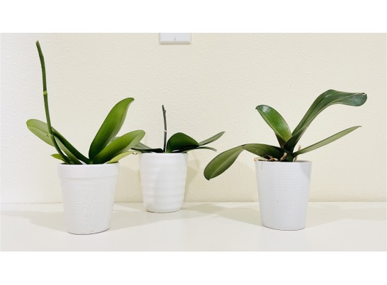 Lot Of 3 Live Orchids