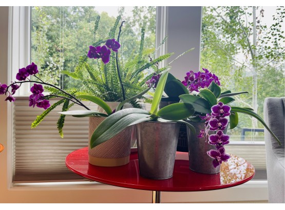 Group Of Live Plants Including Orchids And Button Fern