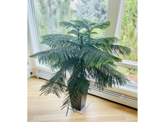Norfolk Island Pine Live Plant With Decorative Vase