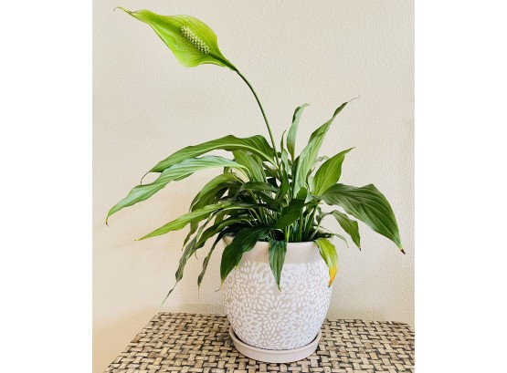 Peace Lily Live Plant With Decorative Planter