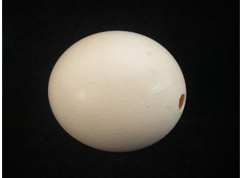 Natural Ostrich Egg Ethically Sourced From South Africa