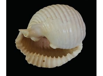 Malea Ringins Sea Shell