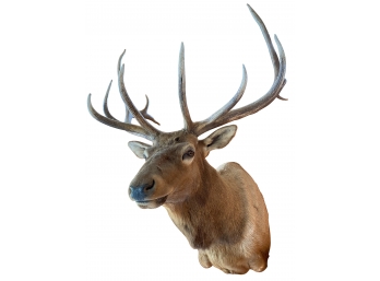 Massive Bull Elk Taxidermy From Northern Albany County