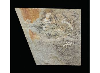 Cretaceous Fossil Fish Tile
