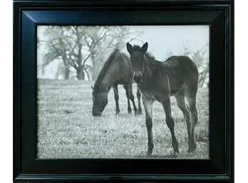 Beautiful Horse Photo Framed