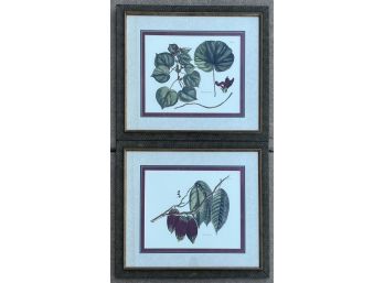 Framed Scientific Illustrations Of The Cacao And Mangrove Trees