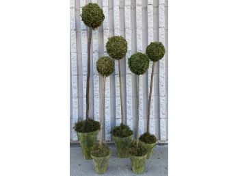 Grouping Of 5 Topiaries