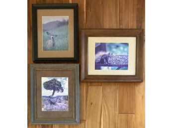 Pair Of Wildlife Photographs And A Picture Of A Tree
