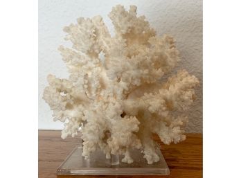 White Coral On Base