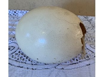 Large Ostrich Egg Decoration Real Egg