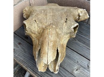Amazing Genuine Bison Skull
