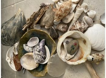 Gorgeous Collection Of Vintage Seashells Including Antique Shell